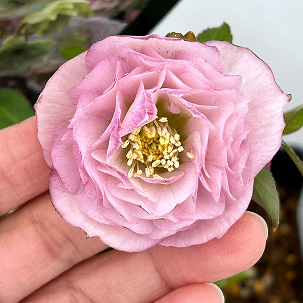 クリスマスローズ：セレクトダブル26-83／1.5Lポット・多弁【現品販売】