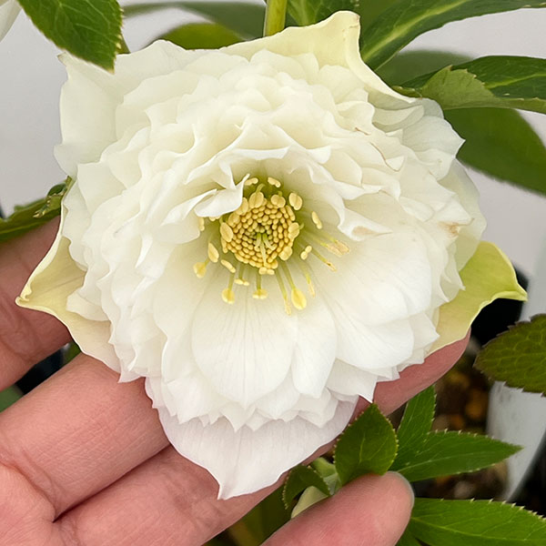 クリスマスローズ：セレクトダブル26-84／1.5Lポット・レフレール系【現品販売】