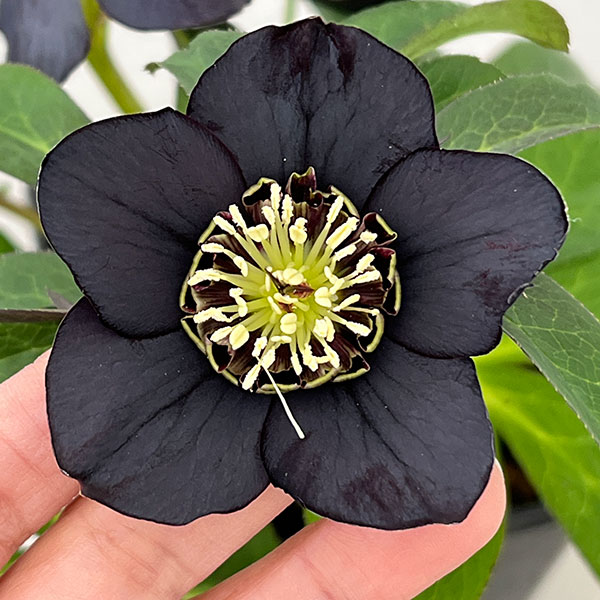 クリスマスローズ：セレクトシングル26-22／1.5Lポット【現品販売】