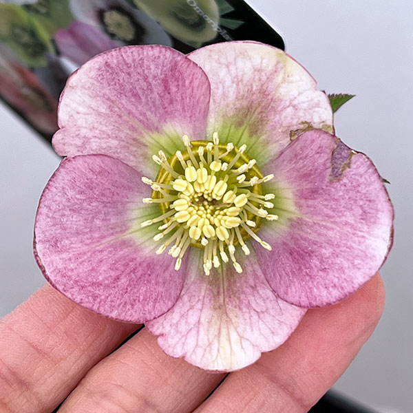 クリスマスローズ：セレクトシングル26-24／1.5Lポット【現品販売】