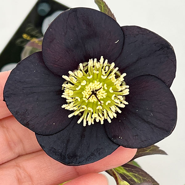 クリスマスローズ：セレクトシングル26-25／1.5Lポット【現品販売】