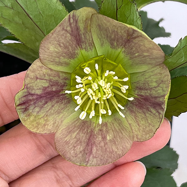 クリスマスローズ：セレクトシングル26-26／1.5Lポット【現品販売】