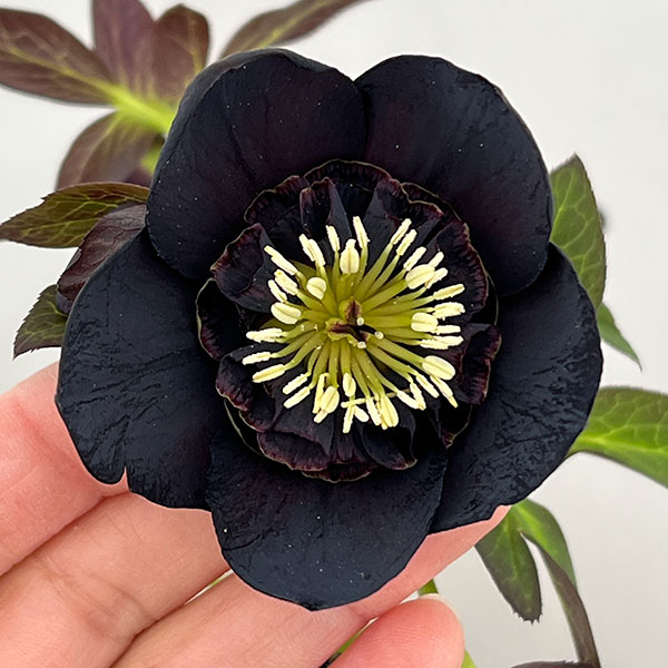 クリスマスローズ：セレクトセミダブル26-37／1.5Lポット【現品販売】