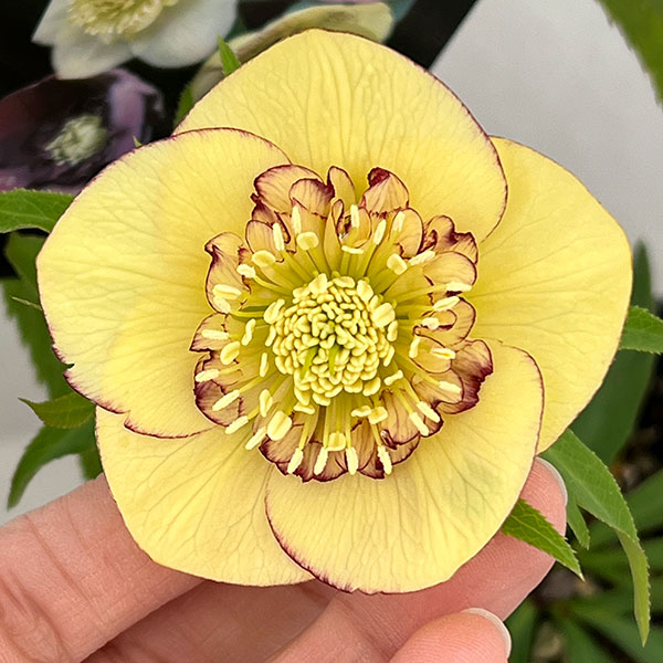 クリスマスローズ：セレクトセミダブル26-38／1.5Lポット【現品販売】