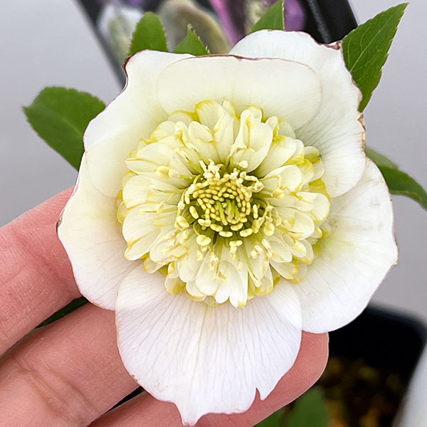 クリスマスローズ：セレクトセミダブル26-40／1.5Lポット・レフレール系【現品販売】