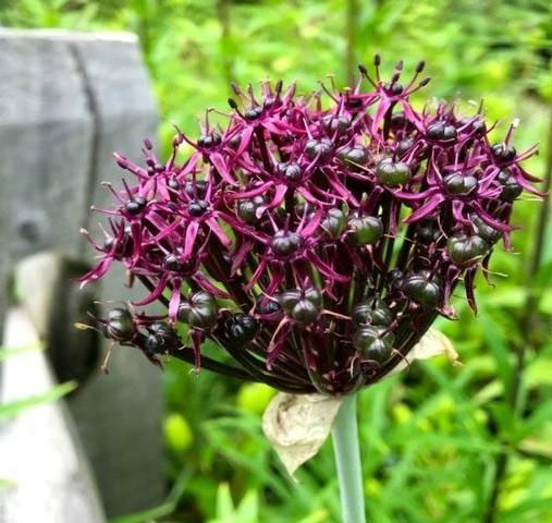 アリウム ：アトロプルプレウム1球植え4.5号ポット