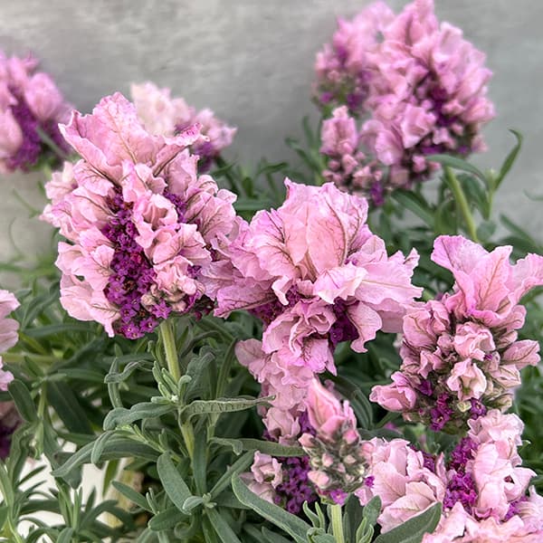 フレンチラベンダー（超巨大輪種）：ラビッシュピンク5号鉢植え