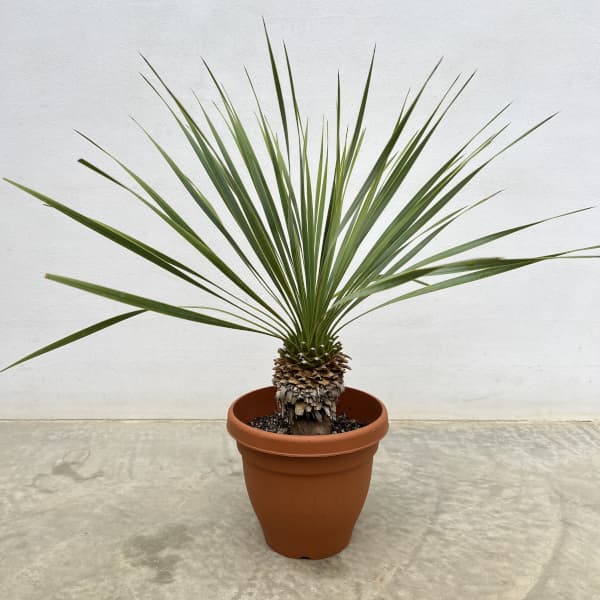 ユッカ：ロストラータ　6号鉢植え