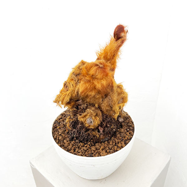 タカワラビ：ゴールデンチャウチャウ　6号鉢植え26-01