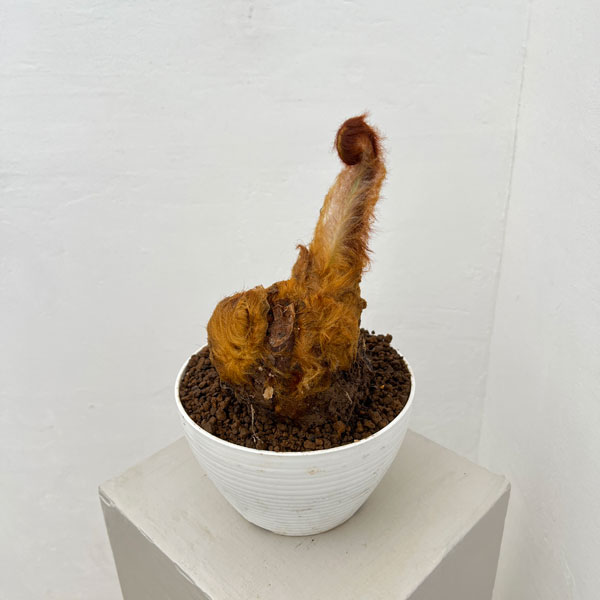 タカワラビ：ゴールデンチャウチャウ　6号鉢植え26-02