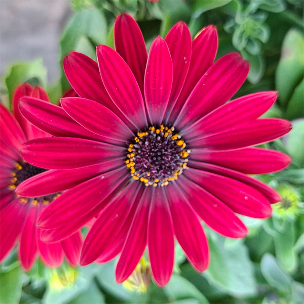 オステオスペルマム：プレリュード・レッド3号ポット