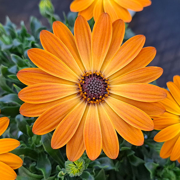 オステオスペルマム：プレリュード・オレンジ3号ポット