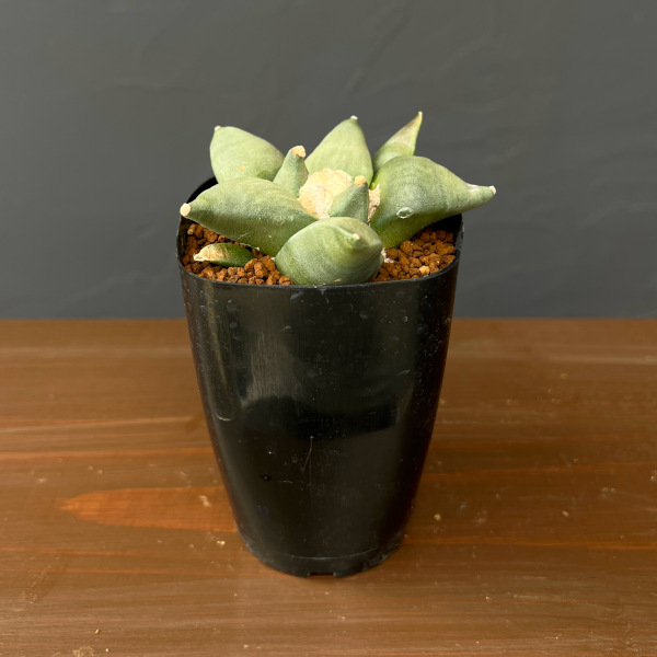 サボテン：アリオカルプス花牡丹　2.5号鉢植え