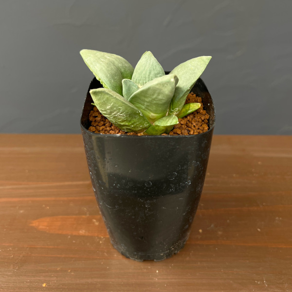 サボテン：アリオカルプス玉牡丹　2.5号鉢植え