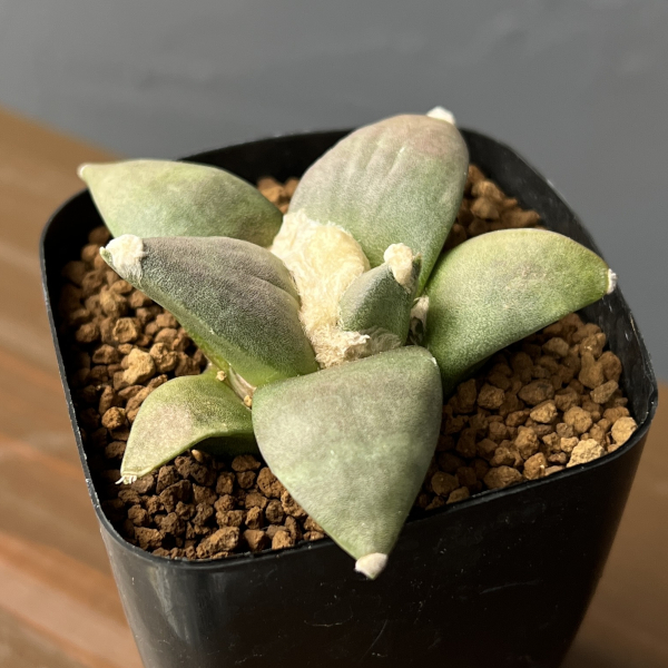 サボテン：アリオカルプス三つ疣花牡丹　2.5号鉢植え