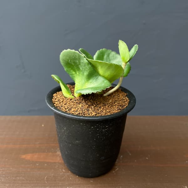 クラッスラ：サキシフラガ　3号鉢植え