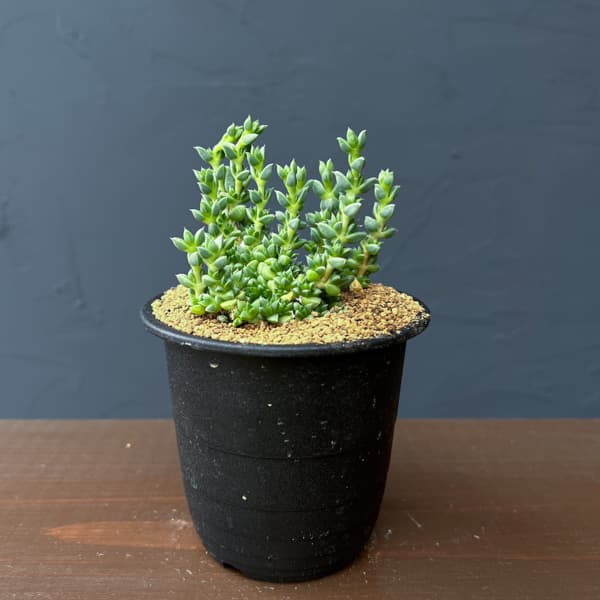 アンティミマ：ピグマエア　３号鉢植え