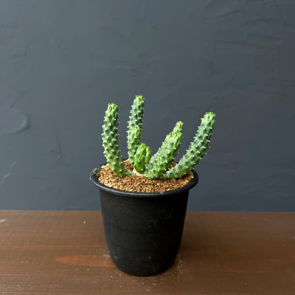 ユーフォルビア：メデューソイドハイブリット　 3号鉢植え