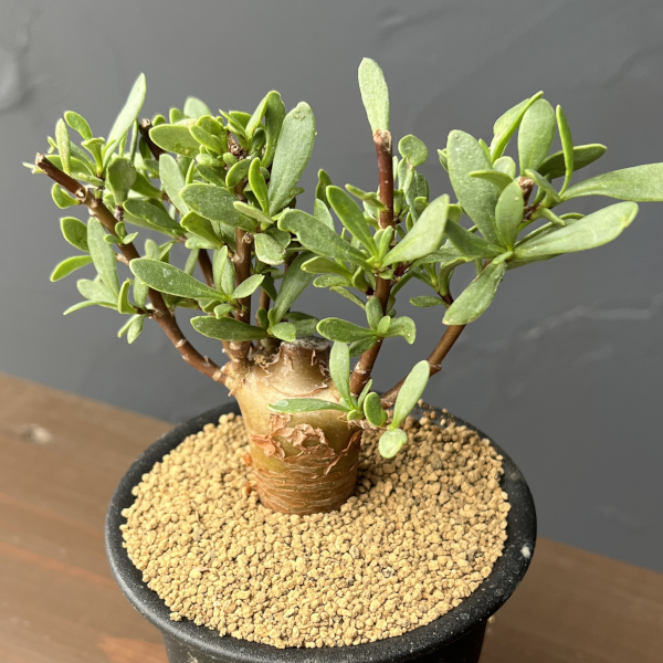 オトンナ：ロバタ　3号鉢植え