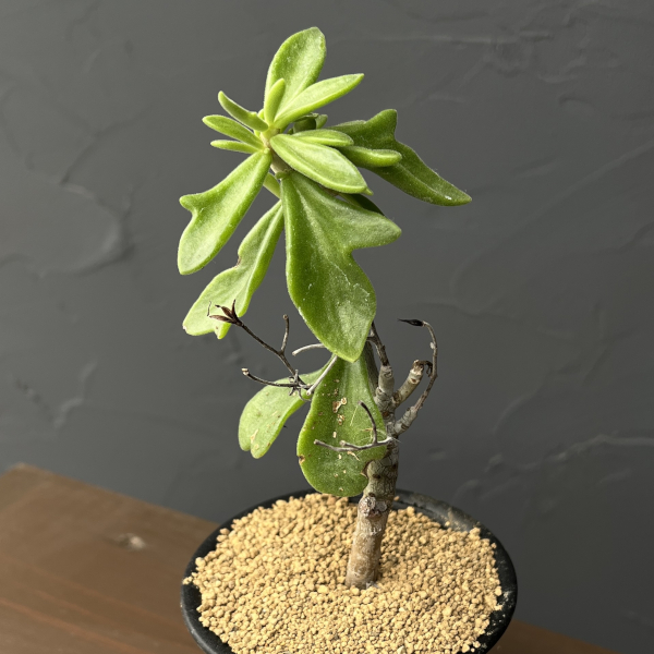 チレコドン：ビリディフロラス　3号鉢植え