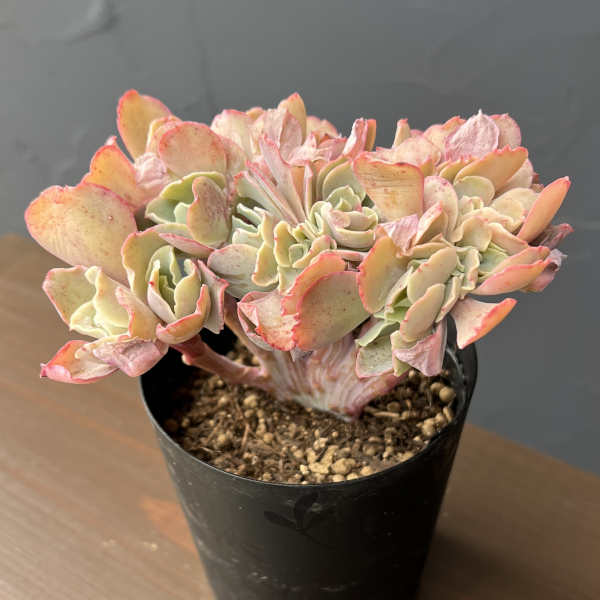 エケベリア：高砂の翁　綴化（たかさごのおきな・てっか）　3.5号鉢入り