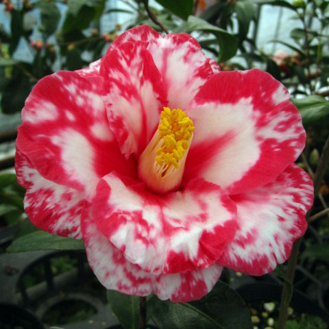 ツバキ（椿）：正義（まさよし）4号ポット