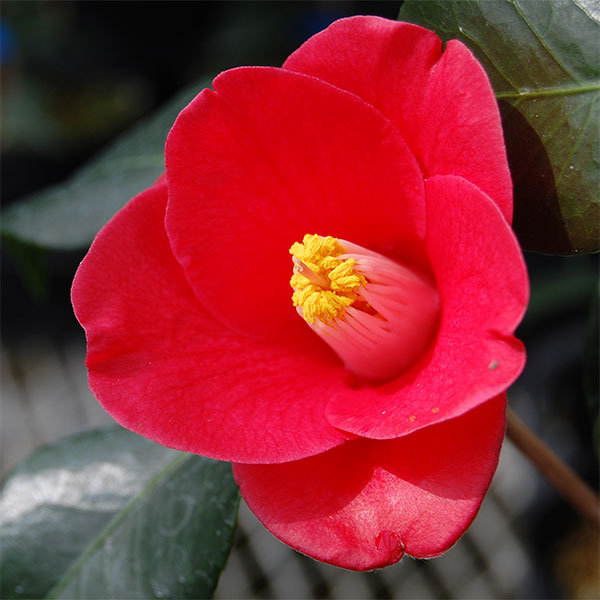 ツバキ（椿）：五月姫（さつきひめ）4号ポット