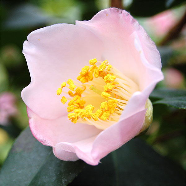 ツバキ（椿）：マリア様　4号ポット