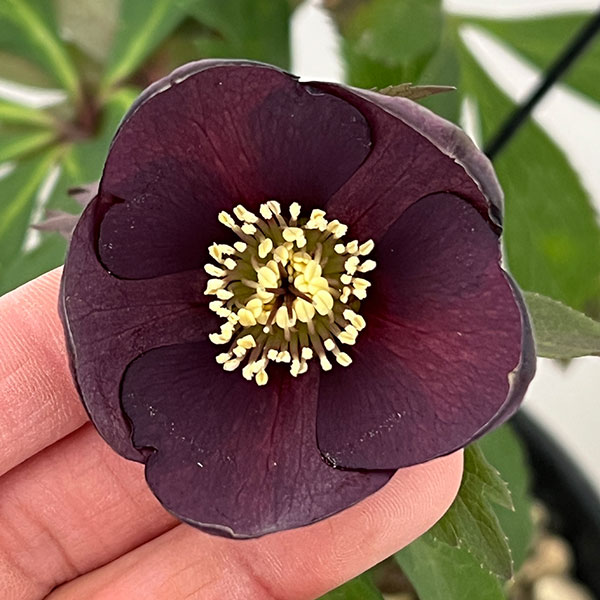 高正園さんのクリスマスローズ：シングル　グリーン系→パープルで開花（26-01）5号ポット【現品販売】