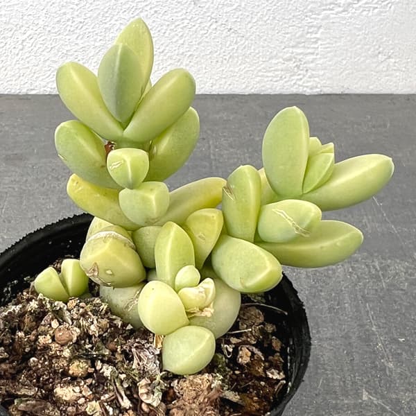 コルプスクラリア：夕波錦　2号ポット