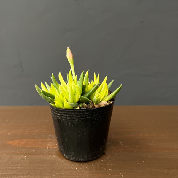 ベルゲランサス：照波錦　2号ポット