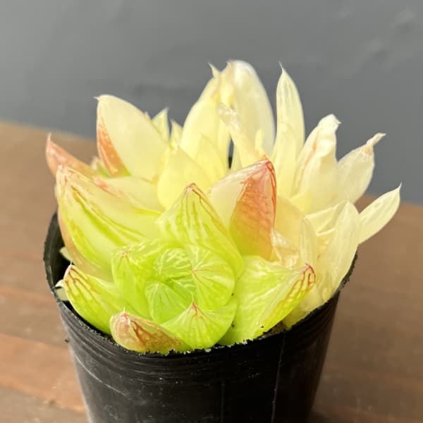 ハオルチア：京の華錦　2号ポット