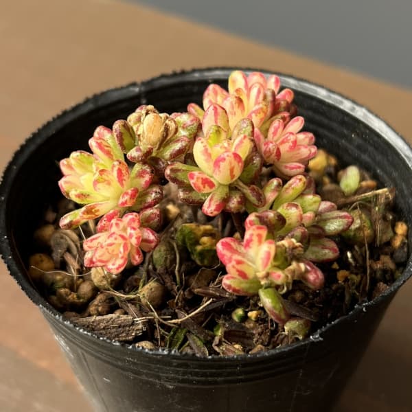 アエオニウム：小人祭錦　2号ポット*