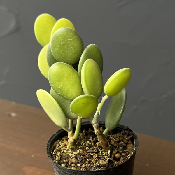 グリーンドラム　2号ポット