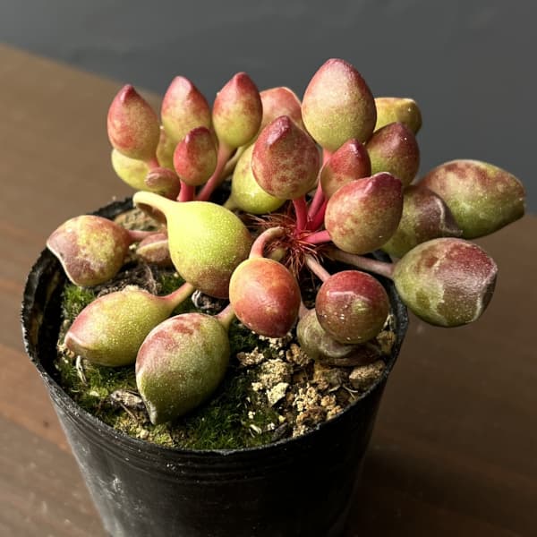 アドロミスクス：インディアンクラブ　2号ポット