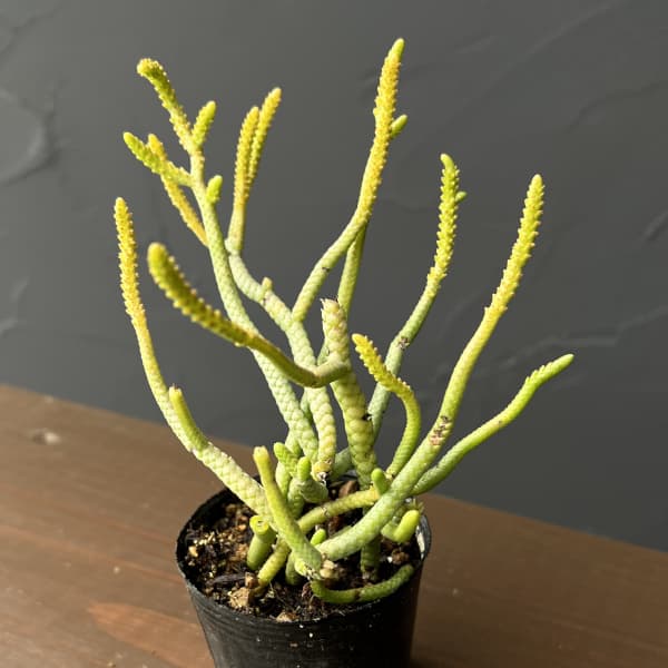 クラッスラ：緑蛇　2号ポット