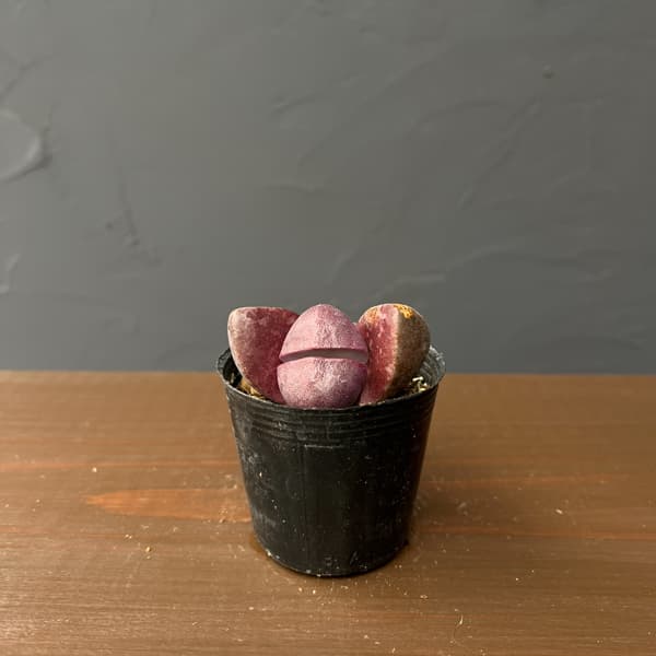 プレイオスピロス：ネリー　紫帝玉（ムラサキテイギョク）2号ポット