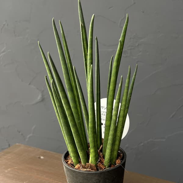 サンセベリア：バキュラリス　3号エコポット植え