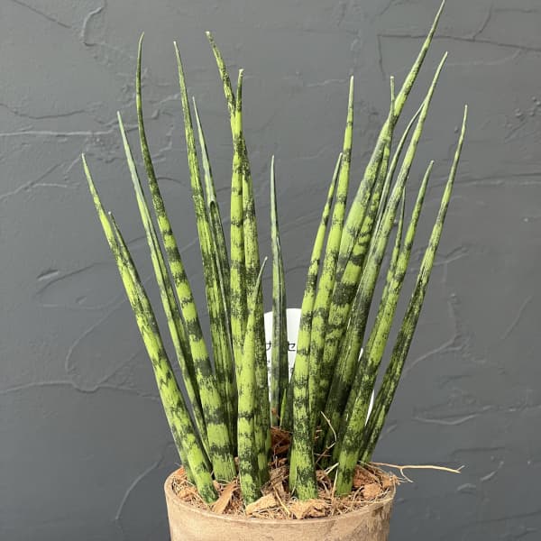サンセベリア：ファンウッドミカド　3号エコポット