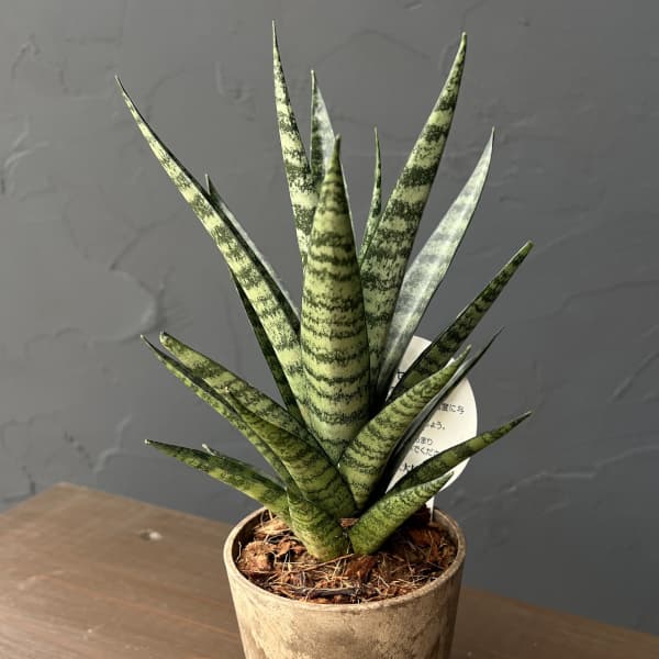 サンセベリア：インドスリー　3号エコポット植え
