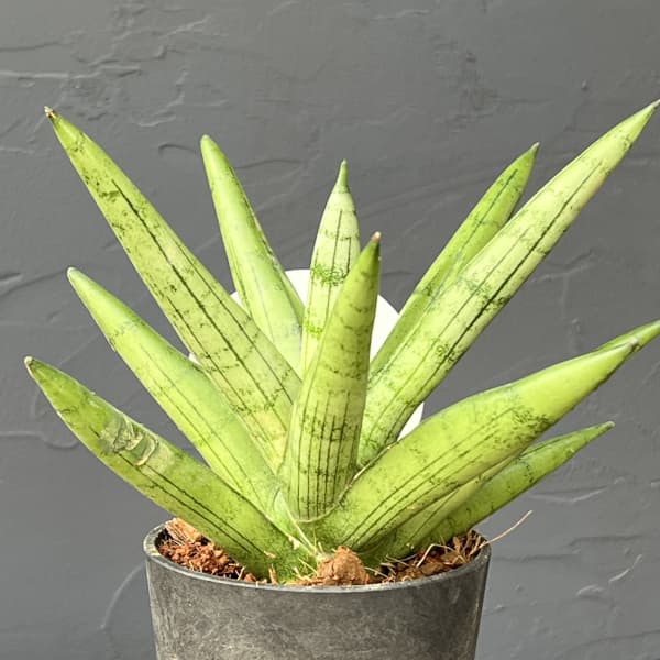 サンセベリア：シルバークラウン　3号エコポット植え