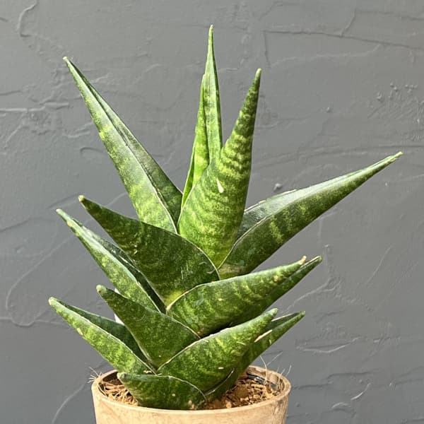 サンセベリア：インドツー　3号エコポット植え