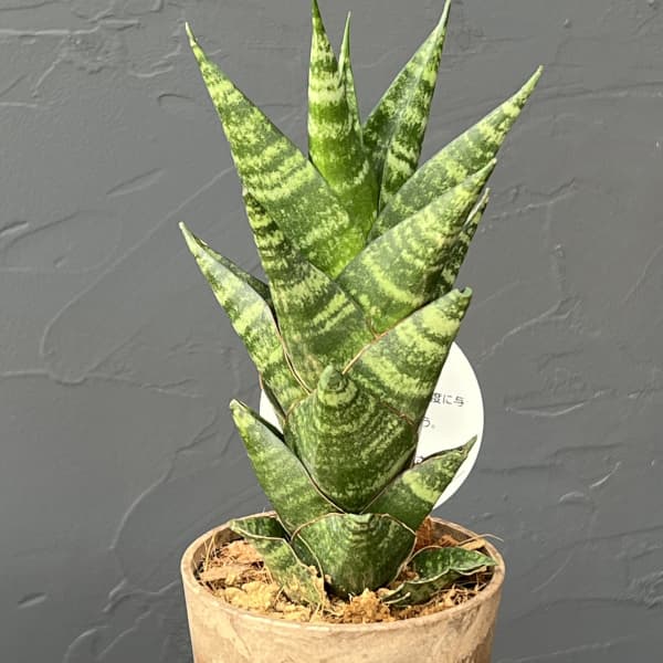 サンセベリア：タイハイブリット　3号エコポット植え