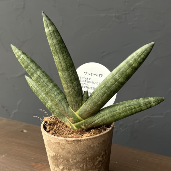 サンセベリア：ブラックボンセレンシス　3号エコポット植え