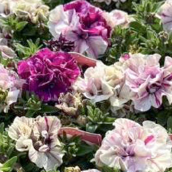 [26年4月下旬予約]ペチュニア：フレルSPカラー　フロマージュミルキー3-3.5号ポット