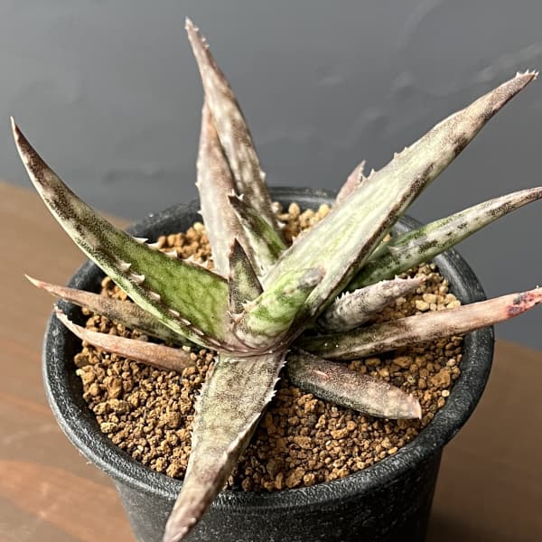 アロエ：フラギリス　3号鉢植え