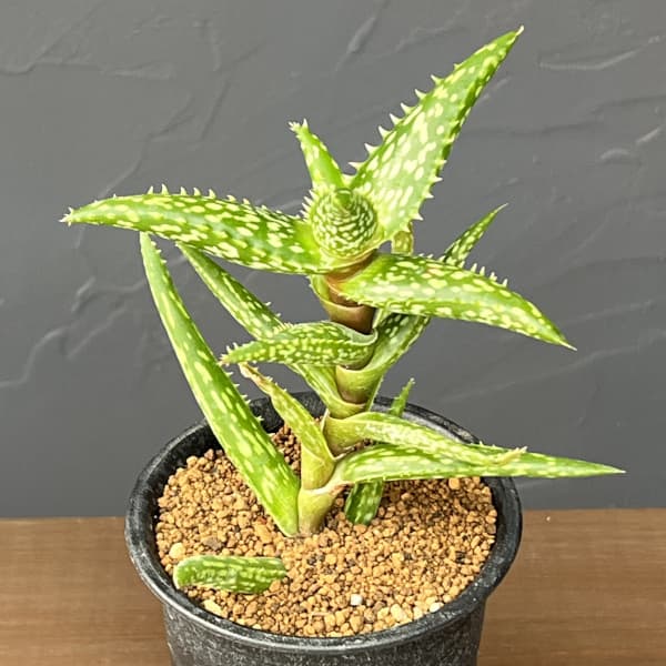 アロエ：ソマリエンシス　3号鉢植え