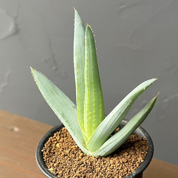 アロエ：リネアータ　3号鉢植え