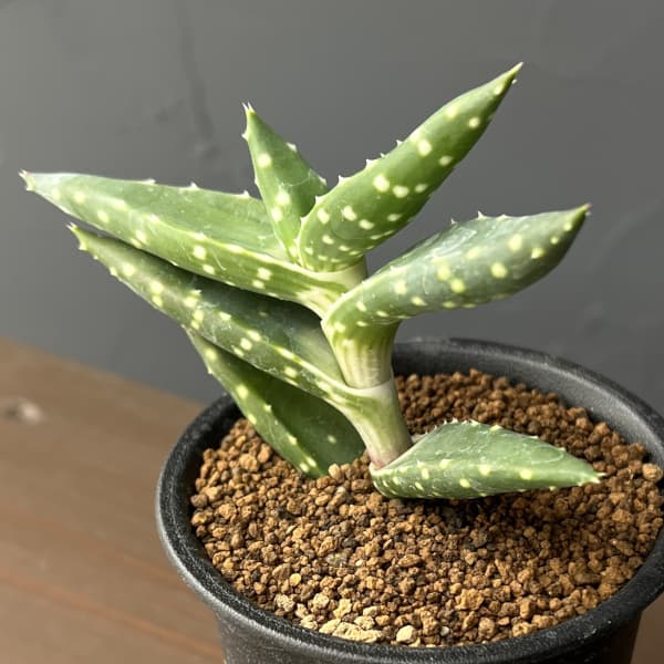 アロエ：アレ二コラ　3号鉢植え