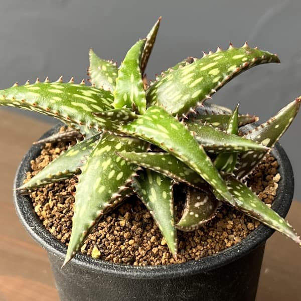 アロエ：ジュクンダ　3号鉢植え